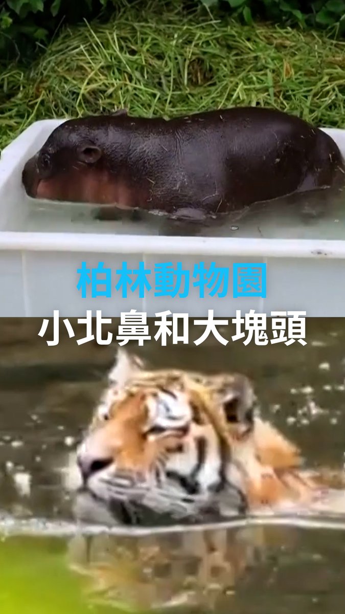 最近德国天气热,不仅人们寻找解暑的妙招,柏林动物园的动物也要降温。矮河马宝宝“泡盆浴”,老虎“游野泳”。