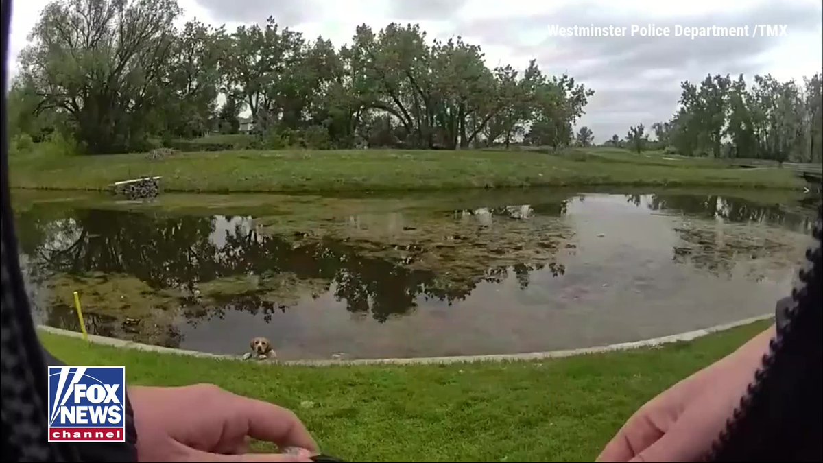 A dog in trouble was rescued from a pond at a Colorado golf course after becoming trapped with no way out. Westminster Animal Management responded to the scene after the dog, Luna, was spotted stuck in the pond. The officer carefully pulled the dog to safety before Luna was evaluated and reunited with her family.