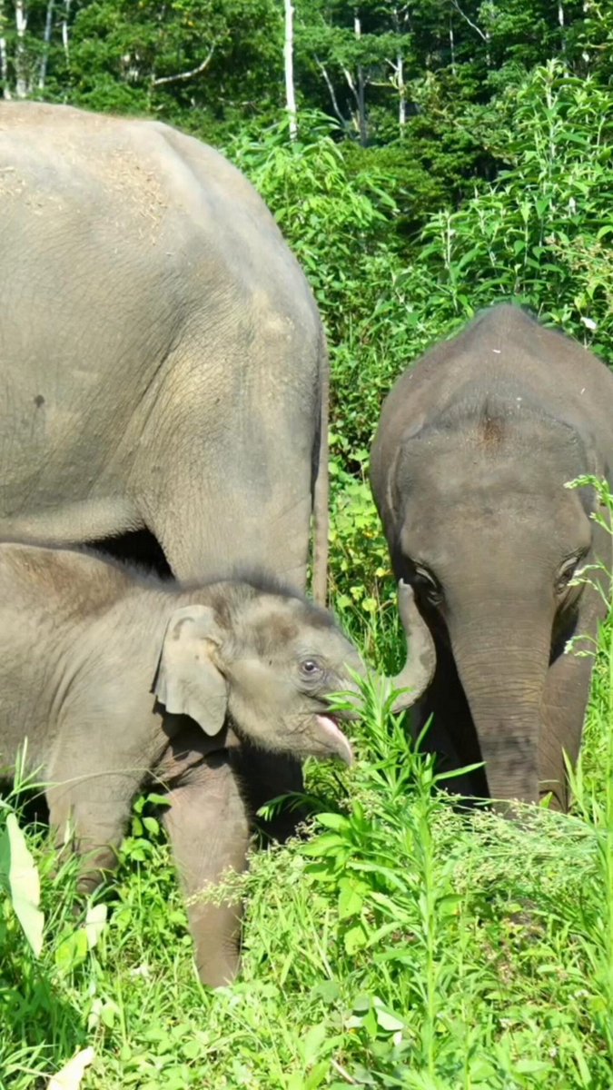 🐘 A star is born in Xishuangbanna, Yunnan! At the Wild Elephant Valley, a male Asian elephant calf and his mom are melting hearts with their sweet interactions. Born earlier this year, this little giant weighed a record-breaking 158 kg at birth — the heaviest ever recorded at the valley! What's even more exciting? While celebrating this milestone in captive breeding, Asia's wild elephant population is also thriving. China is now home to over 300 wild Asian elephants, with cub birth rates holding strong at around 8% per year. [Video by Xishuangbanna Media Center] Yunnan Culture & Tourism Bridging South & Southeast Asia Amazing Yunnan Visit Yunnan