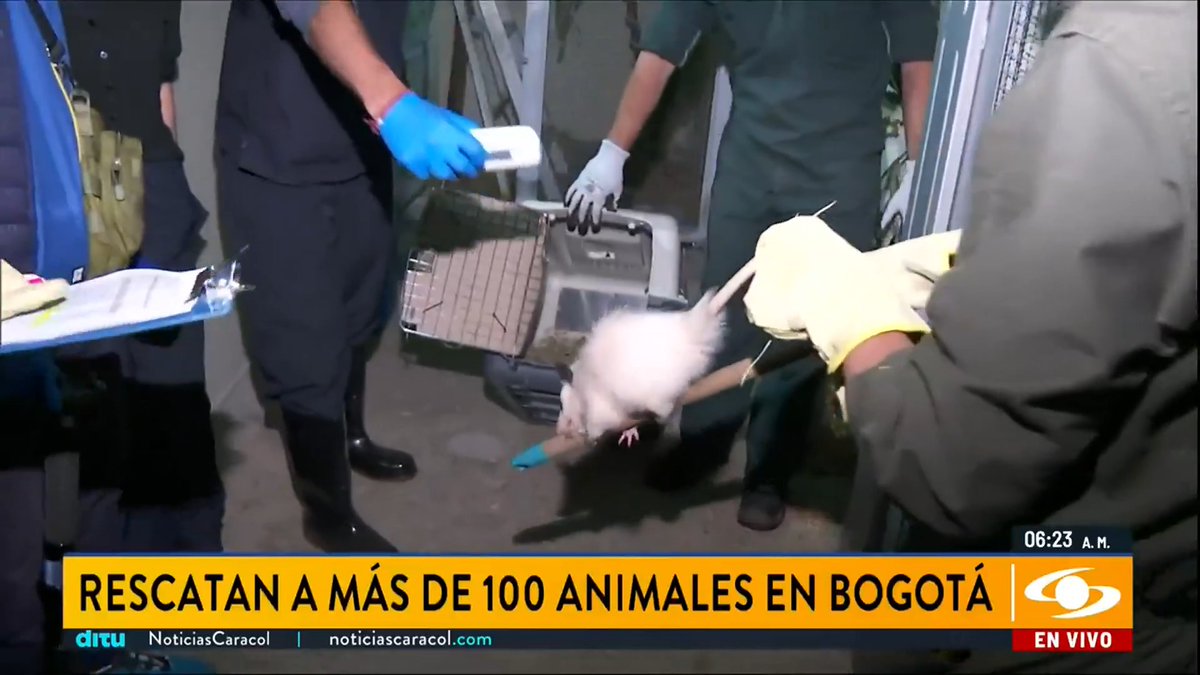 #OjoDeLaNoche | 106 animales fueron rescatados en Bogotá y tratados por especialistas para luego ser llevados a diferentes puntos de Cundinamarca. Así fue el operativo. Siga la señal en vivo aquí 👉