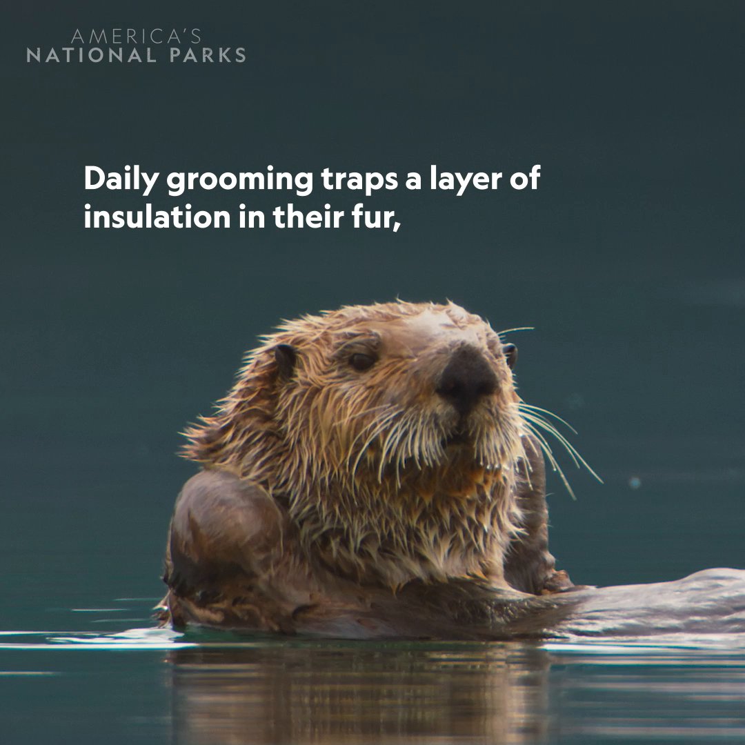 Baby, it's warm outside 🦦 Mama otters carefully groom natural oils and trapped air into their pups’ ultra-dense fur, creating a waterproof layer that keeps icy ocean water from reaching their skin. #AmericasNationalParks is now streaming on Disney+ and Hulu