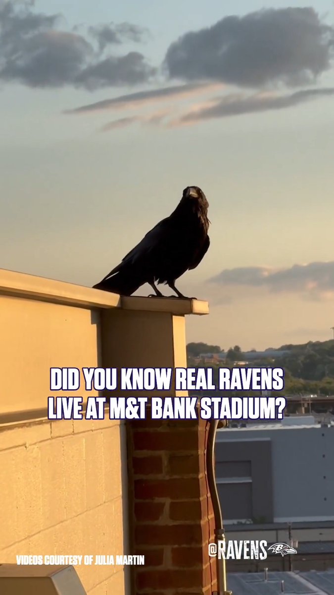Did you know that real Ravens actually live at M&T Bank Stadium? This is the story of a rescue and return home. 💜 Read the full story: