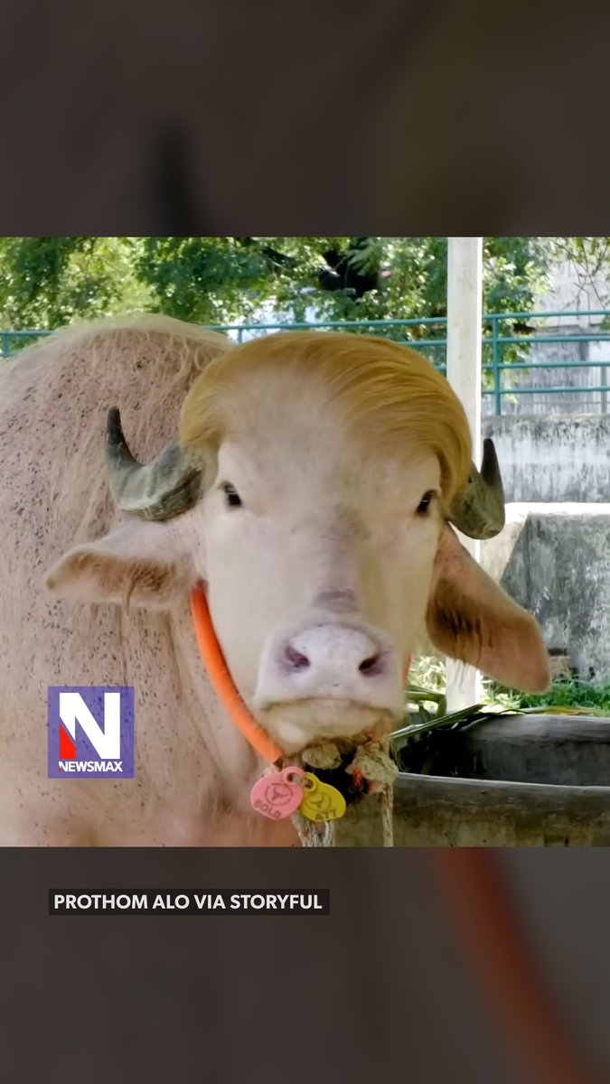 PRESIDENTIAL PARDON?: An albino buffalo named “Donald Trump” was saved from an Eid al-Adha sacrifice in Bangladesh after going viral on social media because of its distinctive blond hairdo and resemblance to the president. Officials later decided to move the buffalo to the Bangladesh National Zoo.