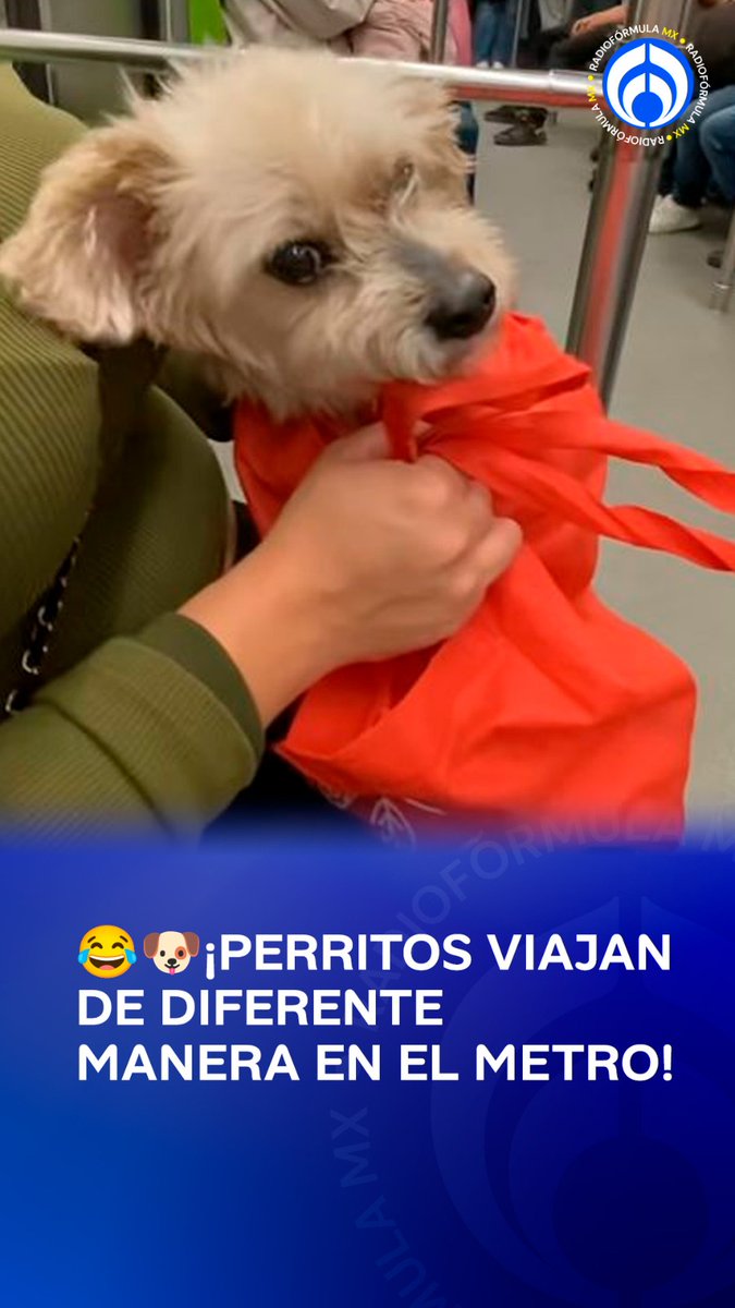 😅🐶Lo importante es viajar con ellos: el contraste entre dos lomitos viajando en el metro hizo reír a miles en redes.
