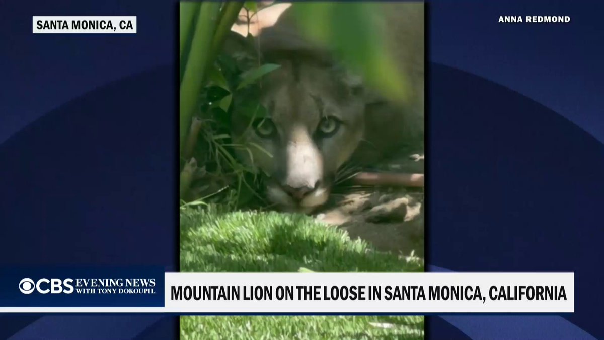 A mountain lion on the loose in Santa Monica has police warning residents to be alert and keep pets inside.