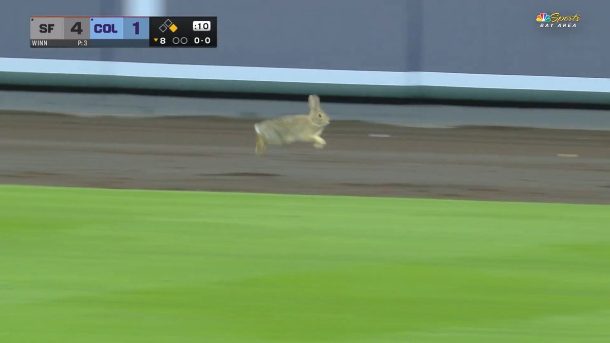 Bunny sighting at Coors Field 🐰