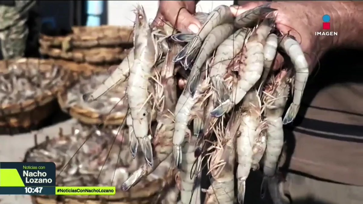 Ahora hasta el camarón huachicolean. La producción del camarón en #México está a punto de colapsar e irse a la quiebra por el ingreso de miles de toneladas de camarón ilegal procedente de #Ecuador, un país con quien México no tiene tratados comerciales: