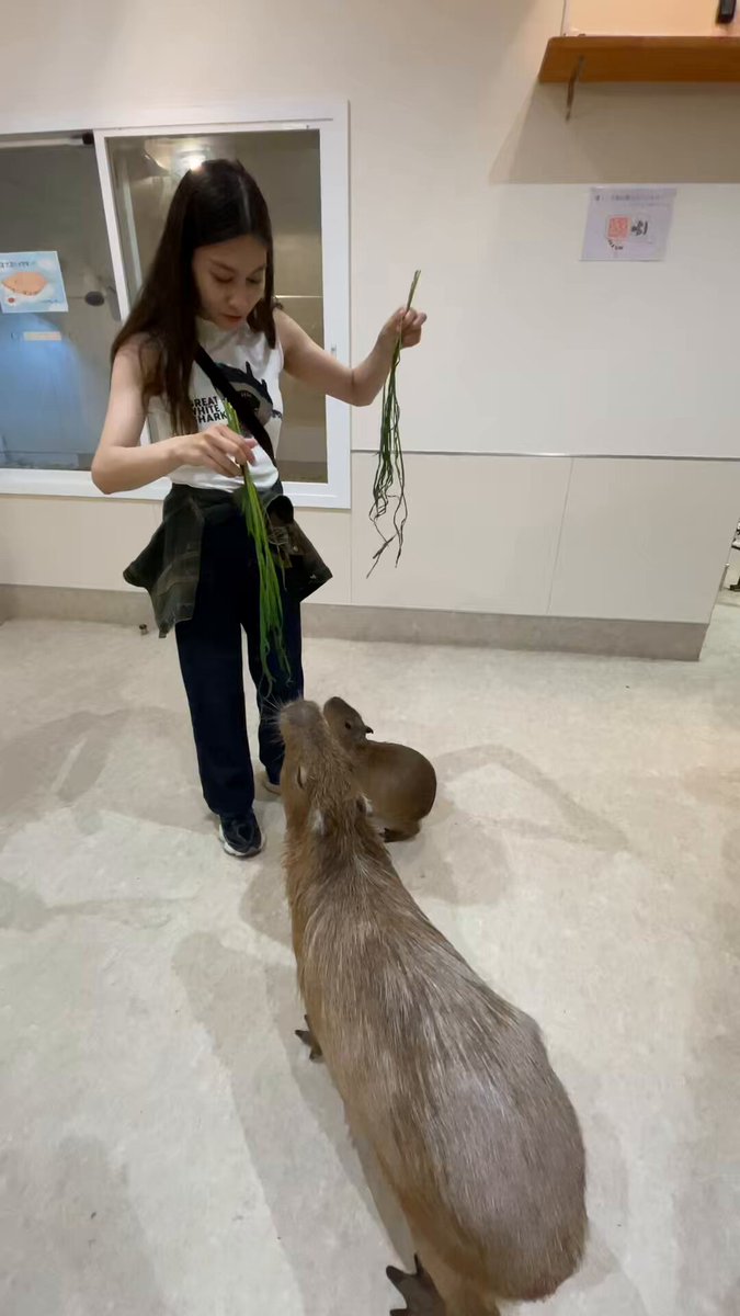 ららぽーと名古屋みなとアクルスの アニタッチは、30種150匹以上の動物が見られる触れ合い動物園。 カピバラさんたちとも間近で触れ合えるスポットに、気軽に足を運んでみてくださいね✨️ 🎥加藤玲那| Reina Kato