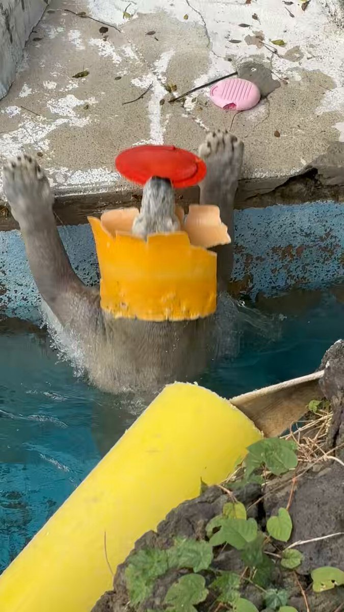 ホウちゃんは可愛いなぁ🐻‍❄️ みんながＸに『なりすまし』の報告してくれたおかげで戻ってこれました🥺 皆さんほんまにありがとうございます🙇 #ホウちゃん #ホッキョクグマ #しろくま #天王寺動物園 #polarbear #minnanotennojizoo