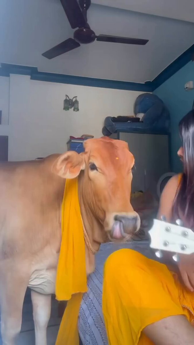 A bengali girl having fun and singing song around gomata. That bindi and scarf for the cow looks so beautiful.