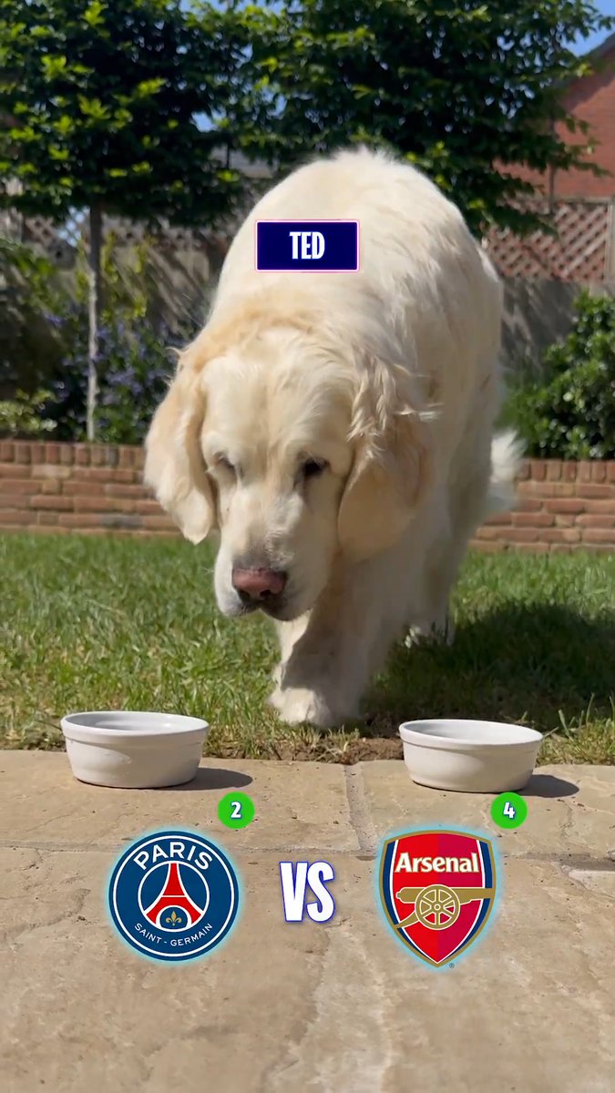 Some very important Champions League final predictions 🐾 #UCLfinal