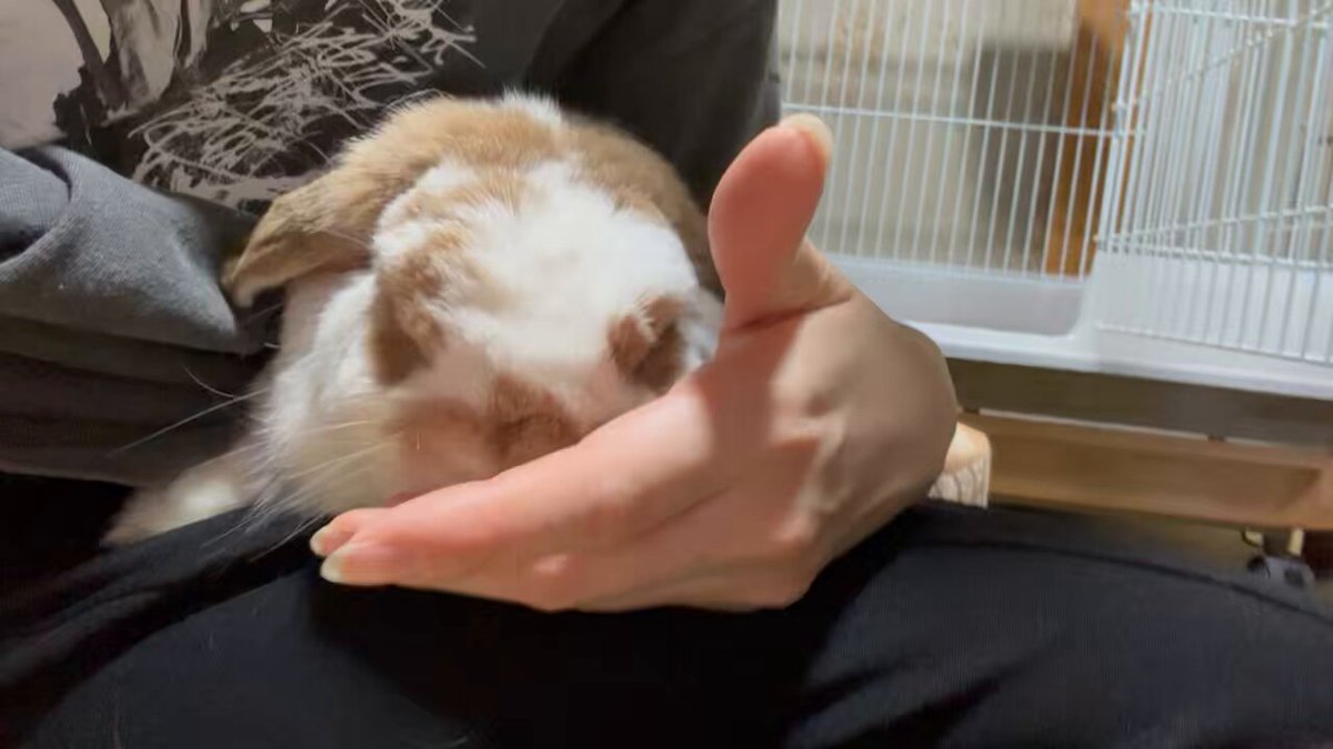 膝の上で甘えるまーちゃん🐰💛 沢山ぺろぺろしてくれました☺️