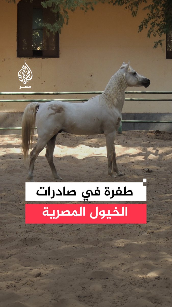 طفرة ملحوظة في صادرات الخيول العربية المصرية إلى الأسواق العربية والأوروبية وسط تزايد الطلب على السلالات المصرية الأصيلة بعد اعتماد خلو مصر من طاعون الخيل الإفريقي