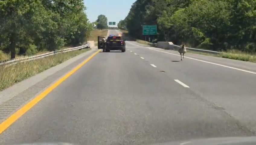 EMU is too fast for the Maryland State Police! Another video of the EMU, and for any law enforcement officer, use this Troopers theory! It’s not worth the time, those things are just way too fast! Not today Mr. Trooper :)