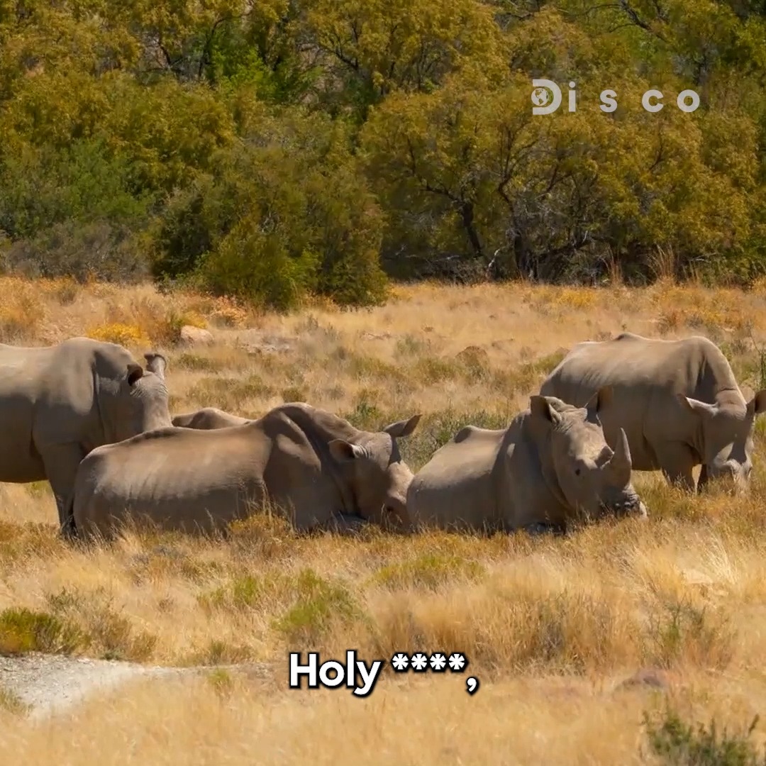 They're surrounded by RHINOS and NYALAS 😮 Catch a new #NakedAndAfraid: Global Showdown tomorrow at 8P on Discovery!