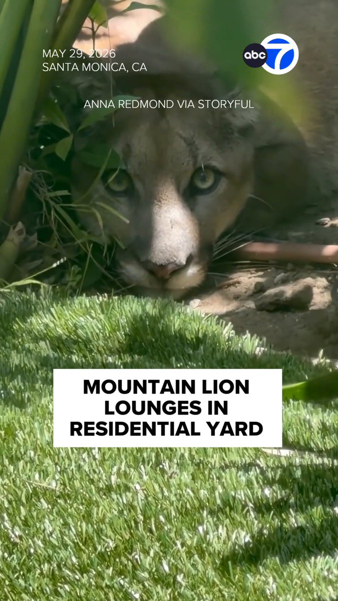 A mountain lion sighting caused a buzz in a Santa Monica neighborhood on Friday as police temporarily closed off some areas and urged residents to remain indoors while authorities worked to capture the big cat. The mountain lion was eventually tranquilized by a biologist with the California Department of Fish and Wildlife, police said. The big cat will be evaluated and if healthy, it will be collared and released into the "nearest suitable habitat within the Santa Monica Mountains." Read more: