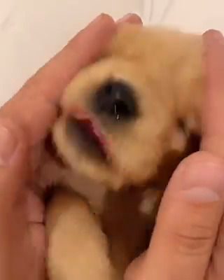 pure puppy love 🐕💕