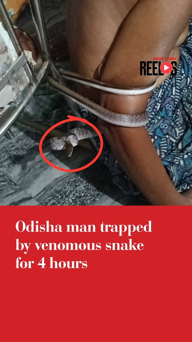 In Odisha, a man had a shocking close encounter with a venomous snake after getting trapped in a confined rocky space for several hours. Despite being stuck in extremely close proximity to the reptile for nearly four hours, he miraculously survived without being bitten. Rescue teams eventually reached the spot and safely evacuated him, with officials confirming that he did not suffer any snakebite injuries. Read more: #Odisha #SnakeRescue #MiracleSurvival #TrendingNews #IndiaTodaySocial