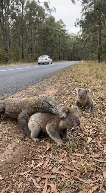 A brave police officer saves a mother koala from a commando dragon 🐨