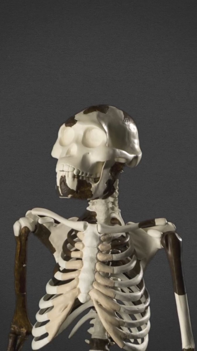In 1974, paleoanthropologist Don Johanson and student Tom Gray unearthed a 40% complete skeleton of an early human ancestor, fundamentally changing the human family tree. The specimen acquired a nickname that persisted: Lucy, after the Beatles song playing at the fossil hunter’s camp—“Lucy in the Sky with Diamonds.” At 3.2 million years old, some thought her species, Australopithecus afarensis, was close to when the ancestor of humans had split from the ancestor of chimpanzees. But in the past 50 years, discoveries of hominins both older and the same age as Lucy have pushed that split millions of years deeper in time, and challenged her position as mother of us all. Learn more: #ScienceMagArchives