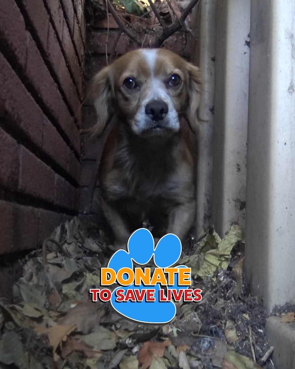 Rufus was abandoned by his owners, so no wonder he had such a sad face. The change in his face by the end of the video is just amazing to see. If you can, please join us on our 18th Anniversary Month of Hope For Paws with a small donation so we can give many more the gift of a happy life. Thank you!!! 💝 To our friends at LA Animal Rescue - thank you for being our partner on another special project. 🙏 Eldad