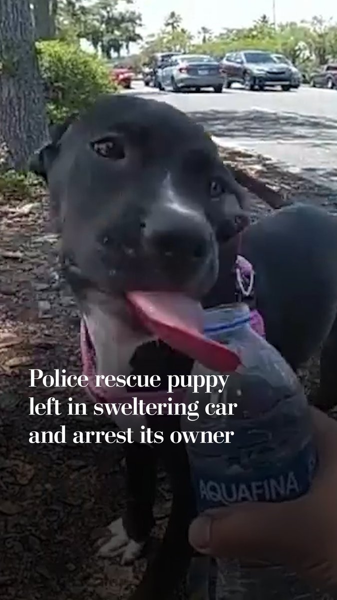Florida police arrested a woman and charged her with animal cruelty after they rescued a puppy left inside a hot vehicle on a 92-degree day. Temperatures can rise to above 110 degrees within minutes inside a parked vehicle, police said.