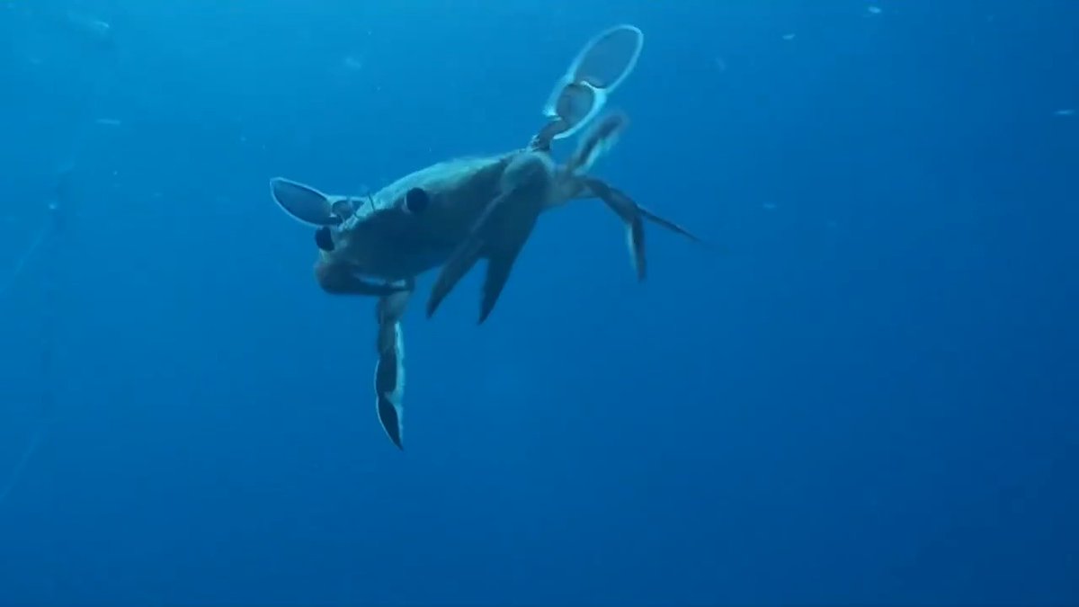 🦀🌊Ever seen a crab swim before? Not all crabs are good swimmers, but the Henslow swimming crab sure is! We spotted this one during an Oceana Ranger expedition off the coast of Spain while studying nearby seamounts (underwater mountains). 🎥 Oceana / Enrique Talledo