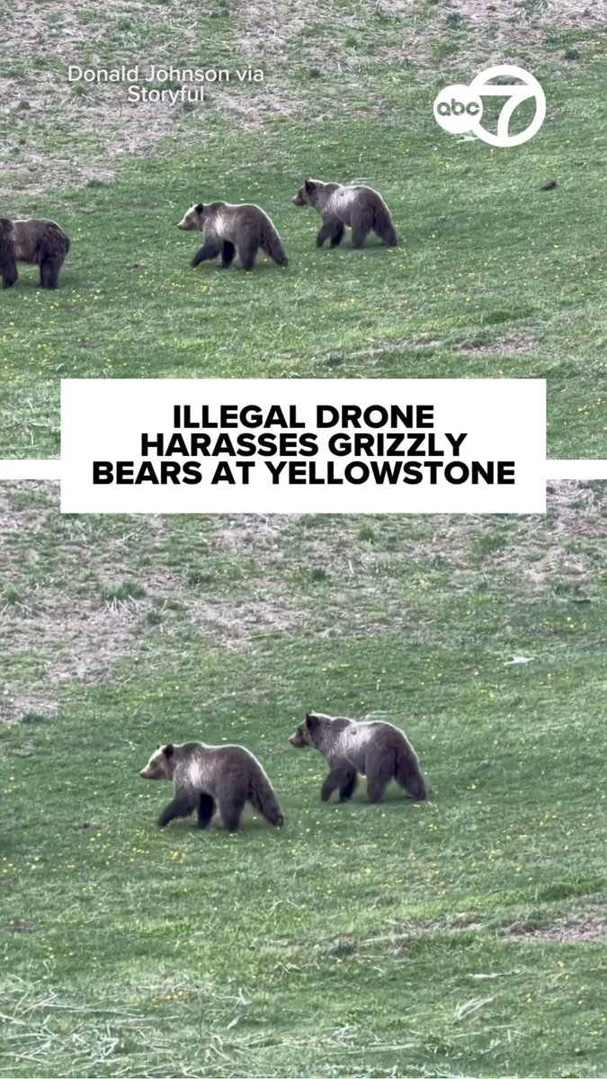 Visitors to Wyoming’s Yellowstone National Park were furious after they spotted an illegal drone harassing a mother grizzly bear and her two cubs on May 14. Donald Johnson captured this footage showing a small white drone buzzing low towards the grizzlies.