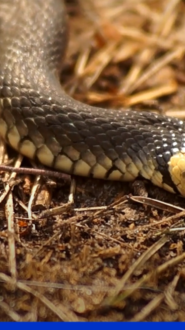 Pourquoi les serpents se rapprochent-ils de plus en plus des zones peuplées?