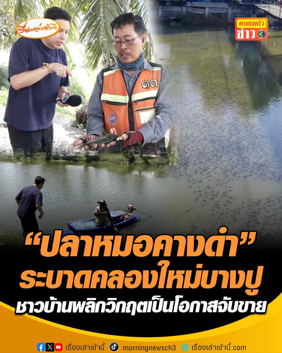 วิกฤตคลองใหม่บางปู! "ปลาหมอคางดำ" โผล่เต็มคลอง ชาวบ้านพลิกวิกฤตเป็นโอกาส แห่จับขายให้แรงงานต่างด้าวเสริมรายได้ ยอมรับกระทบระบบนิเวศ และสัตว์น้ำท้องถิ่นที่หายไป #เรื่องเล่าเช้านี้ #ครอบครัวข่าว3 #ข่าวภูมิภาค #สมุทรปราการ #ปลาหมอคางดำ