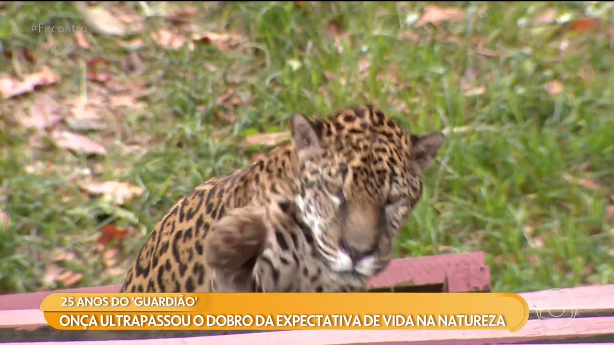 🚨VEJA: Guardião, uma das onças-pintadas mais velhas já registradas, completa 25 anos, o equivalente a quase 100 anos humanos. Na natureza, a expectativa de vida da espécie é de 13 anos.