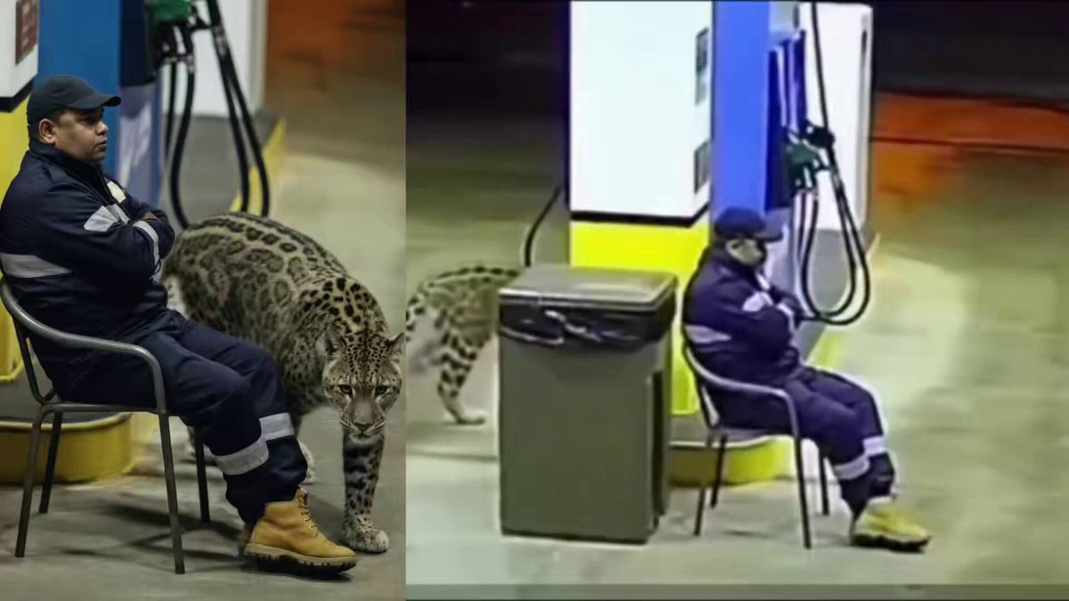 😳 SANG-FROID INCROYABLE !! Un employé de station-service a survécu à une rencontre terrifiante avec un léopard grâce à son calme et son courage 😭🐆 L’animal s’est approché à quelques centimètres de lui, mais il a réussi à garder son sang-froid. 👀💀