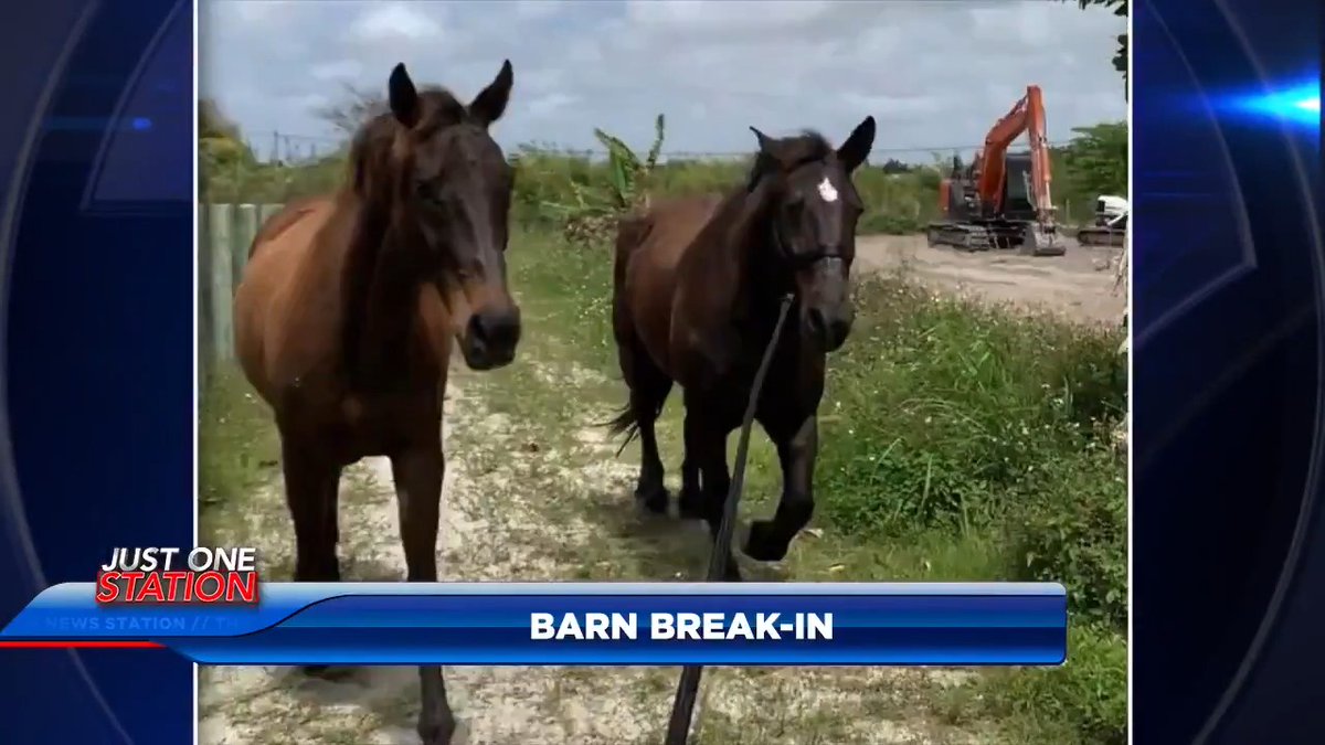 Family horses stolen and slaughtered for their meat 🐎 Let's play "What country were the horse thieves born in?" below ⬇️ #CityLife #crime #florida #enrichment #3rdWorld #pattern #culture #diversity #horse #horses