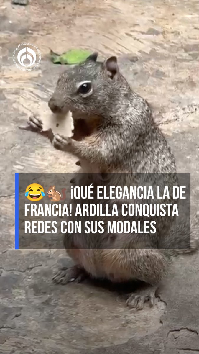 🤣🌮 Qué elegancia la de Francia: Una ardilla fue captada comiendo una tortilla con el meñique levantado.