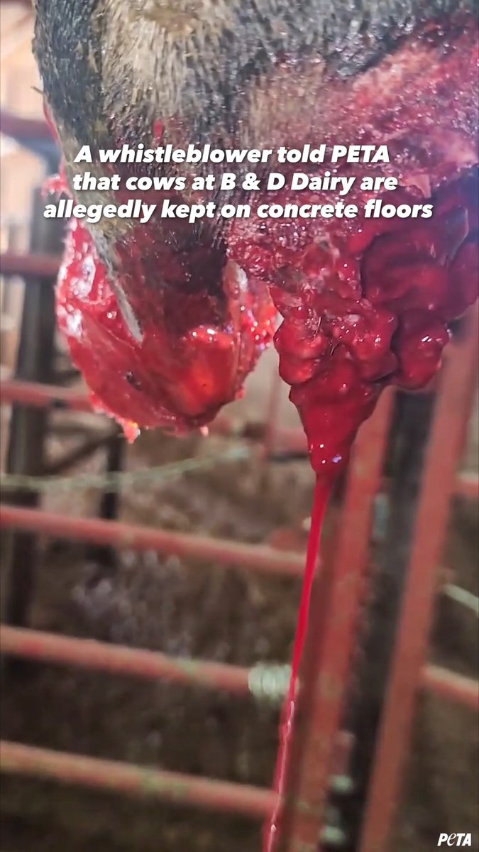 Imagine how much pain this cow is in. A whistleblower came to PETA regarding B & D Dairy in Iowa, which reportedly permanently confines cows on concrete floors, resulting in hooves that are rotten, injured, or overgrown. If you buy any dairy product, you're paying for cruelty. #WorldMilkDay