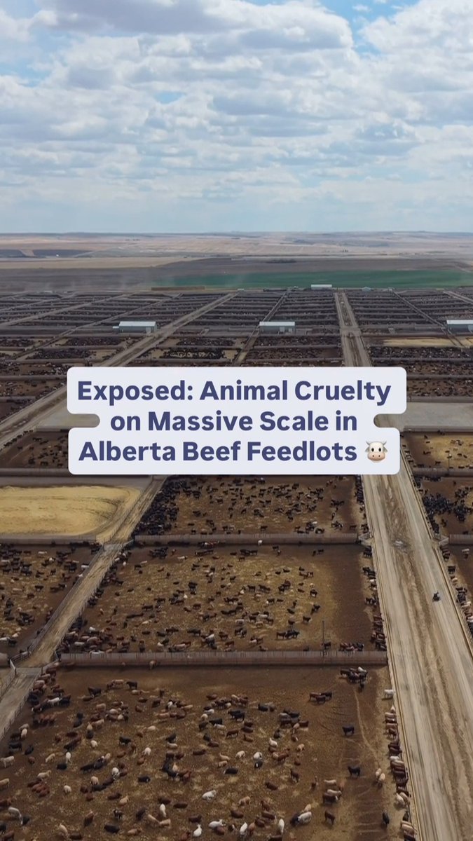 BREAKING: Shocking drone footage from 7 Alberta beef feedlots & 2 slaughterhouses shows animal suffering on a monstrous scale. Confined & fattened in barren feedlots, many steers & heifers suffer illness, injuries, & death. Massive toxic waste cesspools pollute the land. Terrified animals are forced into violent slaughterhouses. There is nothing kind, natural, or pride-worthy about #AlbertaBeef.