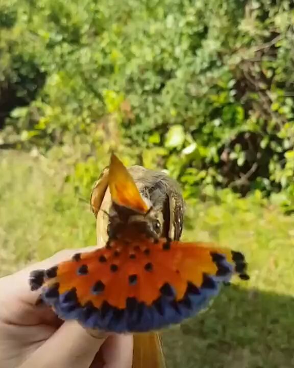 This is a royal flycatcher, a species that usually keeps its colorful crest folded down and only raises it when alarmed, excited, or during courtship displays