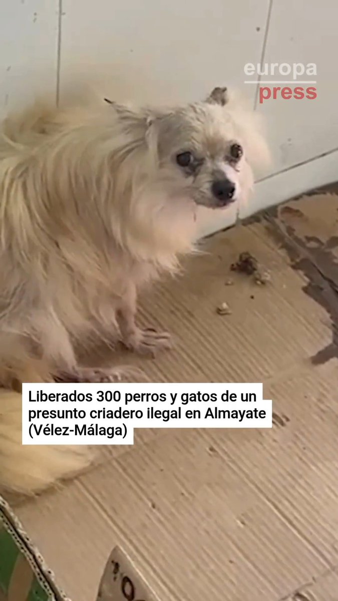 ❗ Liberados 300 perros y gatos en Vélez-Málaga. La Policía Nacional desmantela un presunto criadero ilegal y detiene a dos personas por maltrato animal. Los animales ya están bajo la protección de asociaciones especializadas