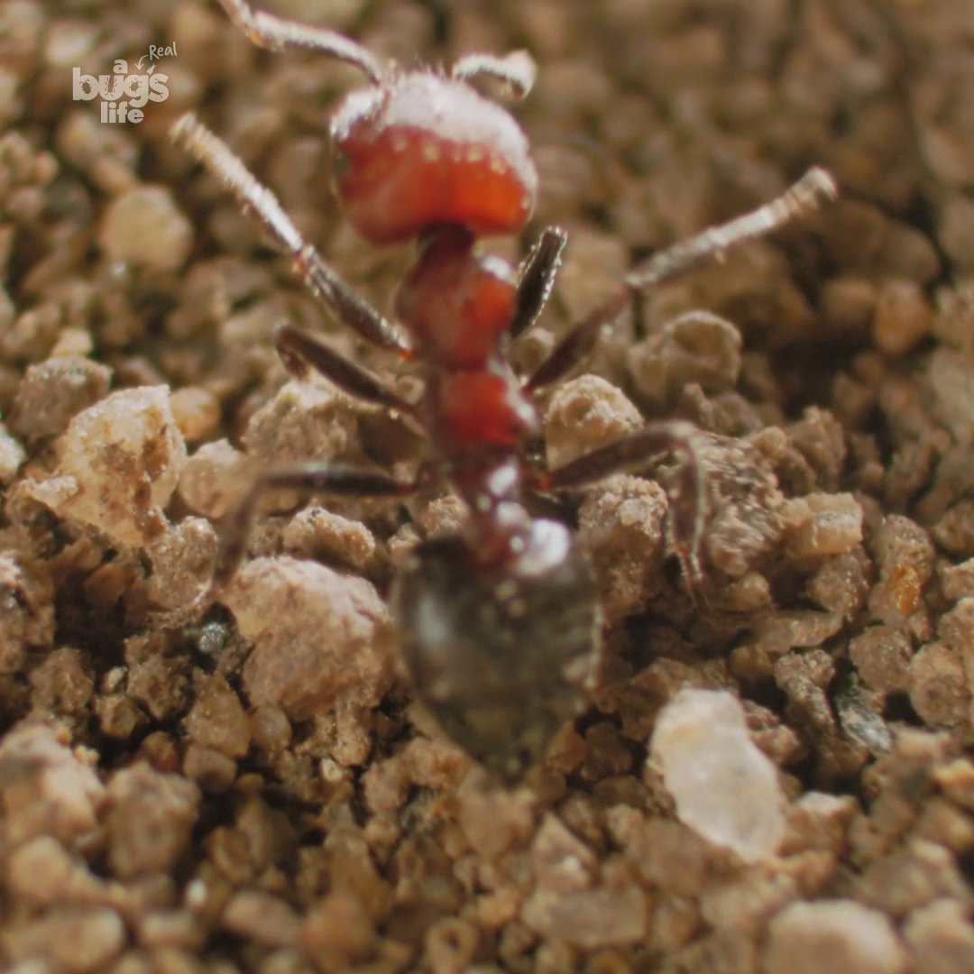 Maybe take the evil down a notch, antlions 😳🙊 For small insects like ants, these fingernail-sized eating machines are supervillains 🐜 #ARealBugsLife is now streaming on Disney+.