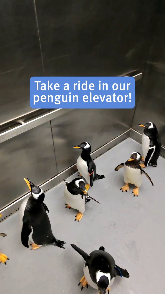 Step into our penguin elevator! 🐧 Residents at Penguin &amp; Puffin Coast use this special lift to travel behind the scenes. It's not open to guests, but here's a sneak peek inside. 😉