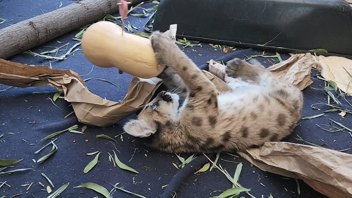 It's hard to believe Crimson was just smaller than this squash! When he first arrived, 3-week-old Crimson was emaciated and unable to stand due to injuries to his back leg. He still has a long road of recovery ahead, but he’s come a long way. ❤️ 📸: Keeper Angela