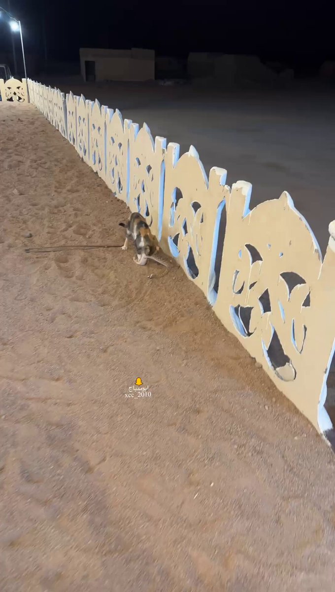 تم تأمين العشاء