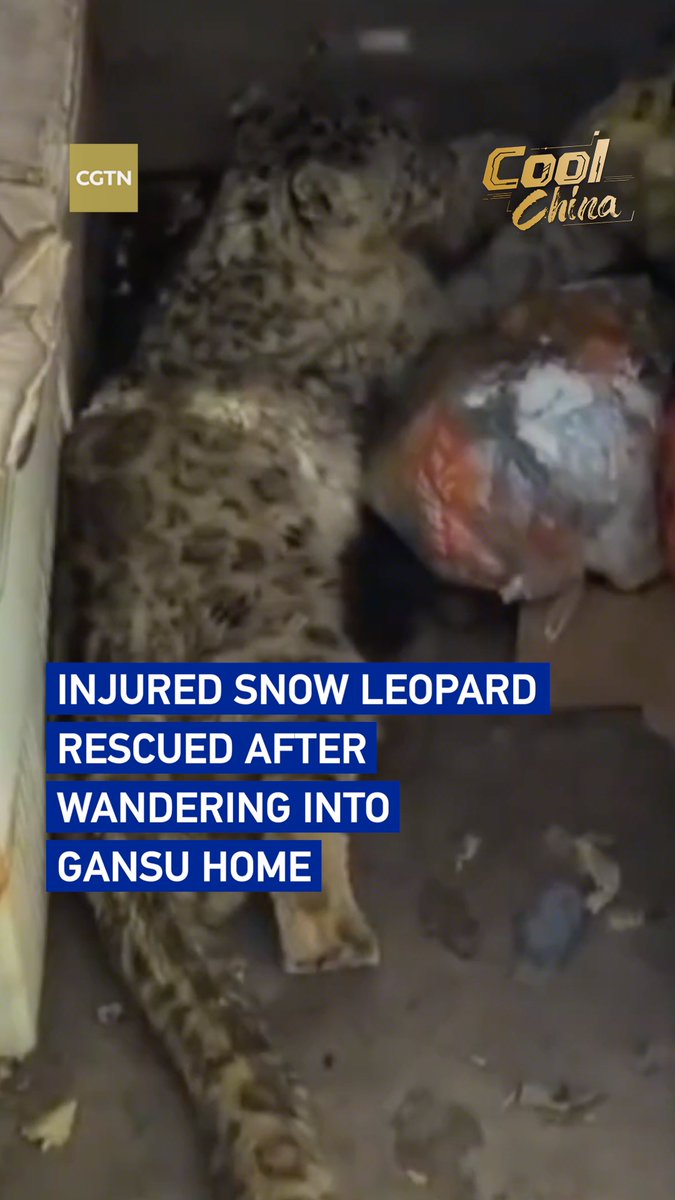 Injured snow leopard rescued after wandering into Gansu home #CoolChina