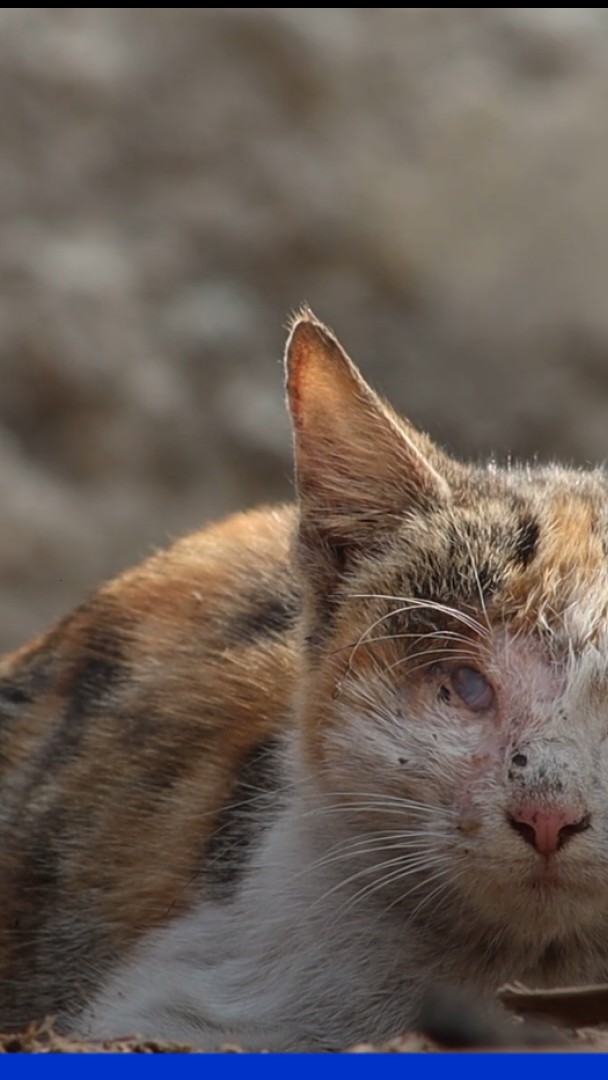🗨️“C’est machiavélique”: ➡️Un adolescent interpellé après la diffusion de vidéos de torture sur un chaton