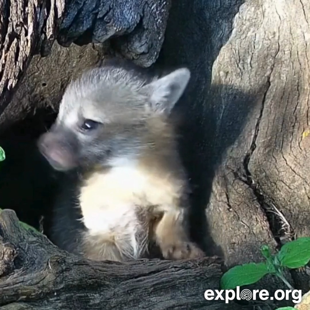 A little fox kit explorer on our Texas wildlife cams 🦊