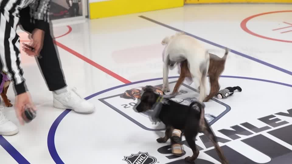 Dozens of rescue dogs featured in the NHL's 'Stanley Pup' benefit event will appear on broadcasts and streams during the Stanley Cup playoffs and Final