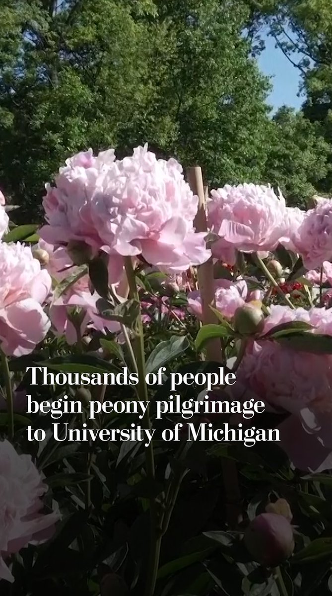 The peony garden at the University of Michigan's Ann Arbor campus is home to one of the world’s largest collections of historic herbaceous peonies. The garden features hundreds of heirloom varieties and more than 10,000 flowers at peak season.