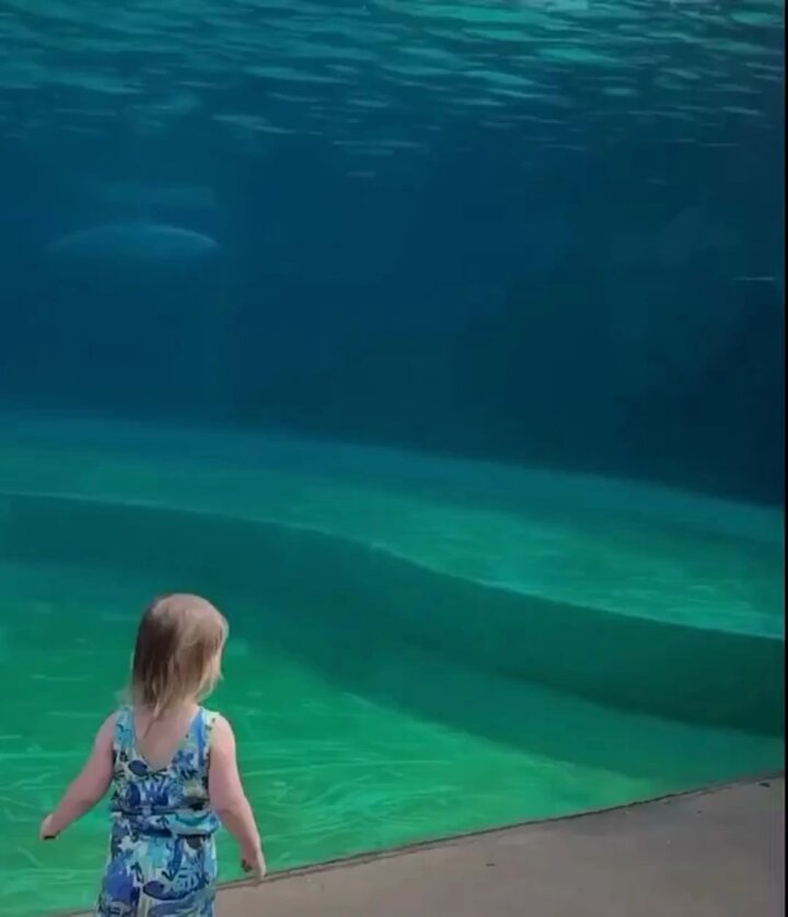 Un delfín se acerca nadando a esta niña; su reacción te derretirá el corazón