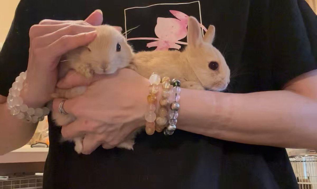今日のベビーズ🐰🐰💕