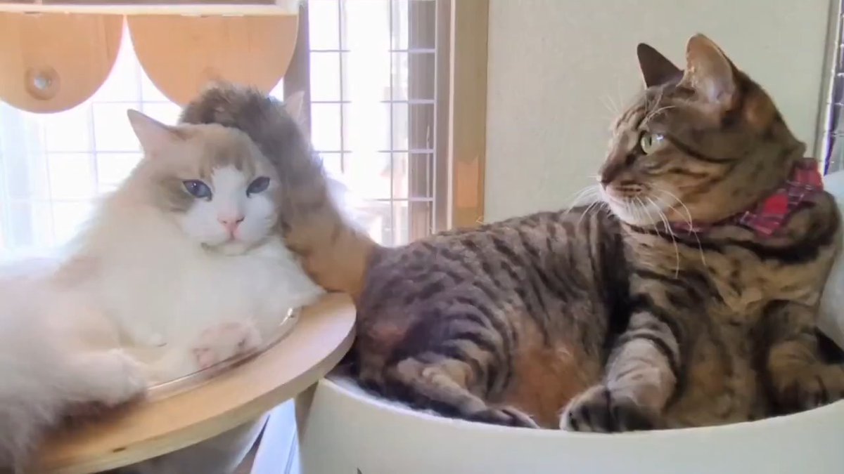 結構耐えたのに理不尽😹